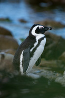 African Penguin