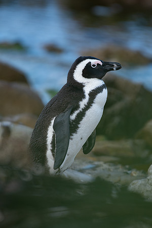 African Penguin