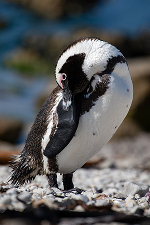 African Penguin