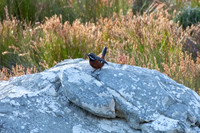 Cape Rock Jumper