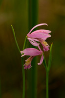 Orchids