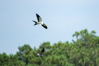 Allendale Kites - july 2023