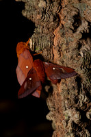 EdistoNatureTrail8/3/22