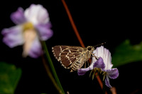 EdistoNatureTrail-August2021