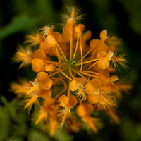 Orange Fringed Orchid