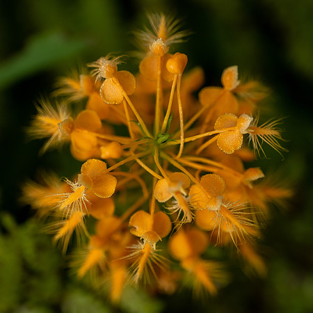 Orange Fringed Orchid