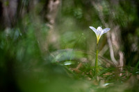 Atamasco Lily