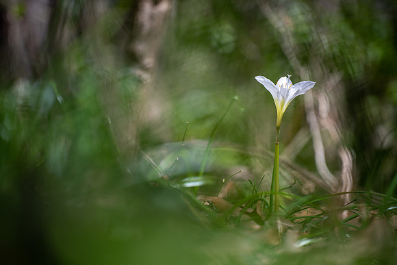 Atamasco Lily