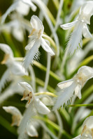 White-fringed Orchid