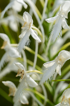 White-fringed Orchid