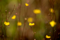 Zigzag Bladderworts