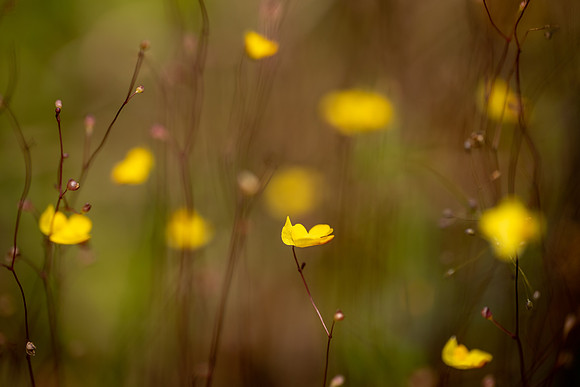 Zigzag Bladderworts