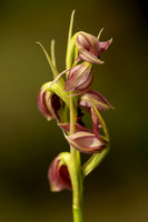 Spiked Medusa Orchid