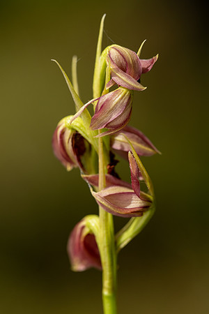 Spiked Medusa Orchid