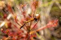Spoon-leaved Sundew