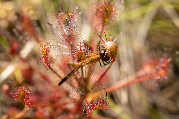 Spoon-leaved Sundew