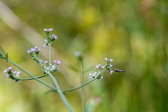 Vervain and Syrphid fly