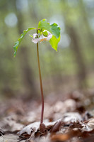 Catesby's Trillium