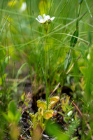 Venus Flytrap