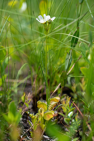 Venus Flytrap