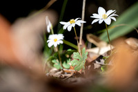 Bloodroot