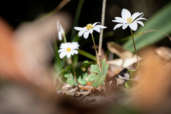Bloodroot