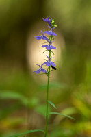 Nuttall's Lobelia