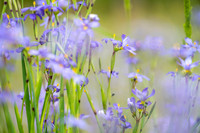 Eastern Blue-eyed Grass