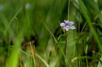 Blue Butterwort