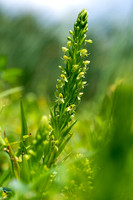 Water Spider Orchid