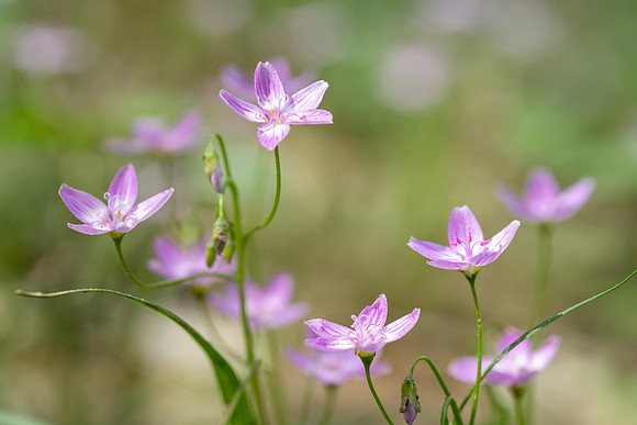 Spring Beauty