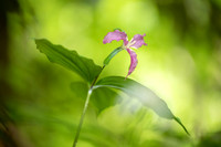 Catesby's Trillium