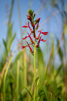 Cardinal Flower