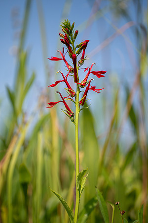 Cardinal Flower