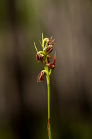 Spiked Medusa Orchid