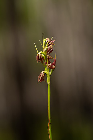 Spiked Medusa Orchid