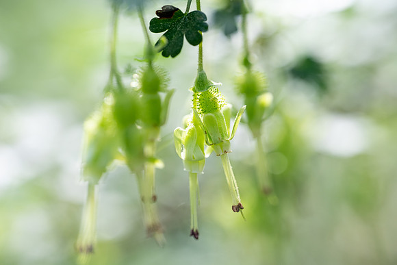Miccosukee Gooseberry