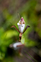 Upland Spreading Pogonia
