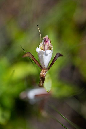 Upland Spreading Pogonia