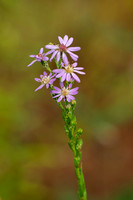 Eastern Silvery Aster