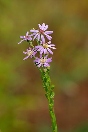 Eastern Silvery Aster