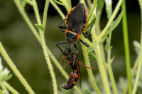 Bee Assassin with Scoliid Wasp