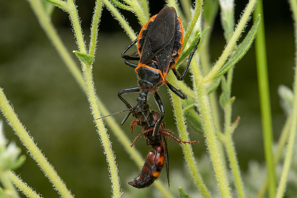 Bee Assassin with Scoliid Wasp