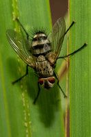 Tachinid Fly
