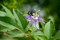 Purple Passionflower