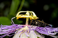 Golden-marked Thread-waisted Wasp