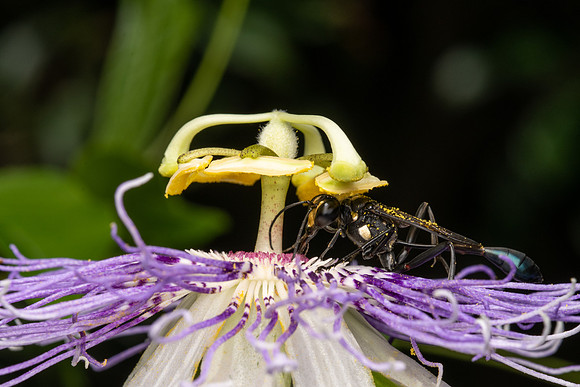 Golden-marked Thread-waisted Wasp