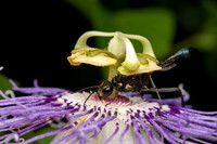 Golden-marked Thread-waisted Wasp