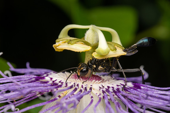 Golden-marked Thread-waisted Wasp