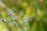 Verbena and syrphid fly